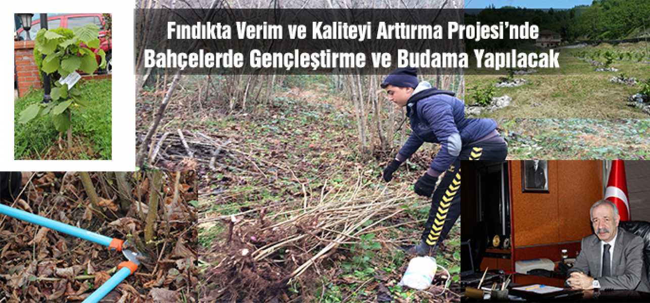 Fındıkta Verim ve Kaliteyi Arttırma Projesi'nde, bahçelerde gençleştirme ve budama yapılacak.