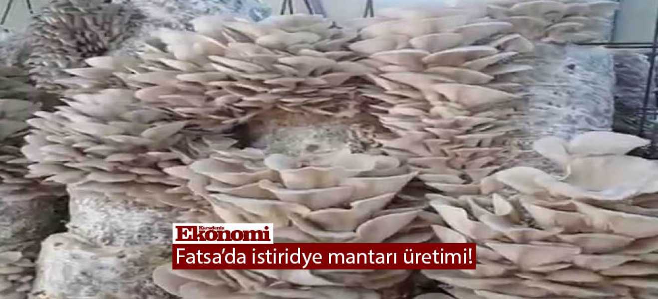 Fatsa'da istiridye mantarı üretimi!