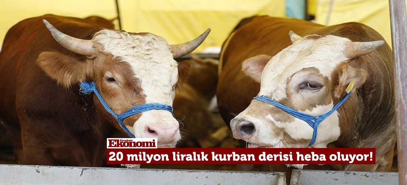 Kurban derisinde büyük israf!