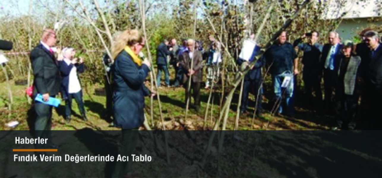 Fındık Verim Değerlerinde Acı Tablo