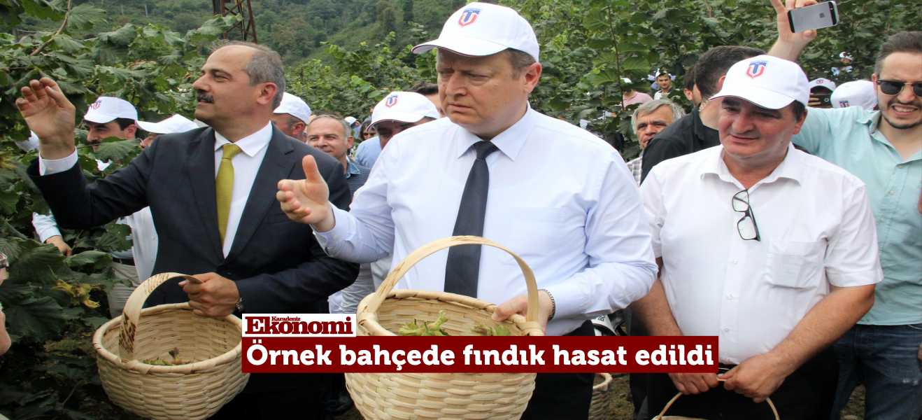 Örnek bahçede fındık hasat edildi.