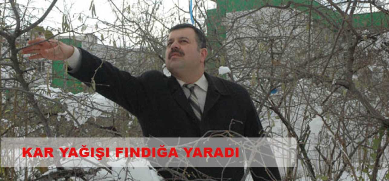 Kar Yağışı Fındığa Yaradı