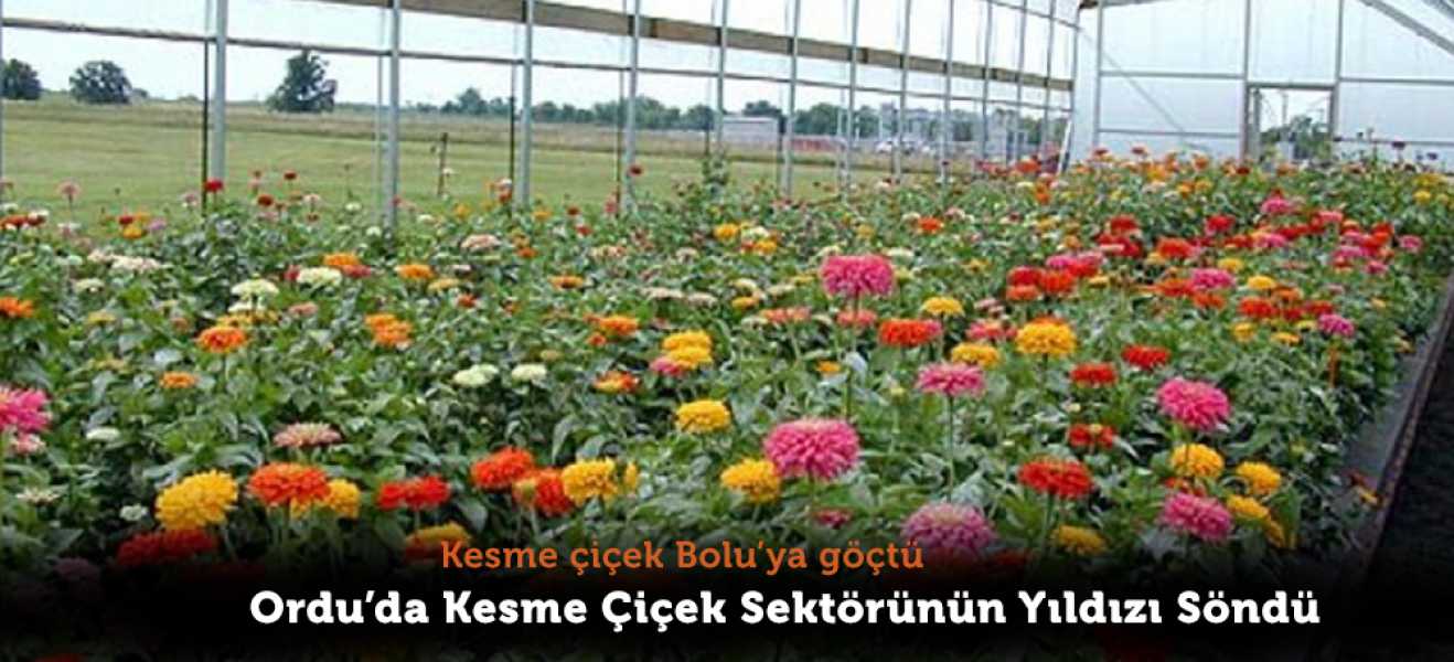 Kesme Çiçek Boluya göçtü