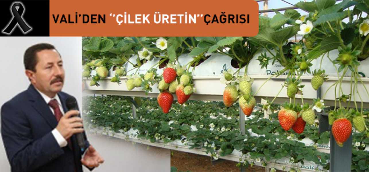 Validen Çilek Üretin