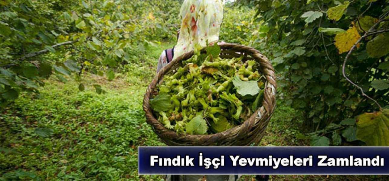 Fındık İşçi Yevmiyeleri Zamlandı