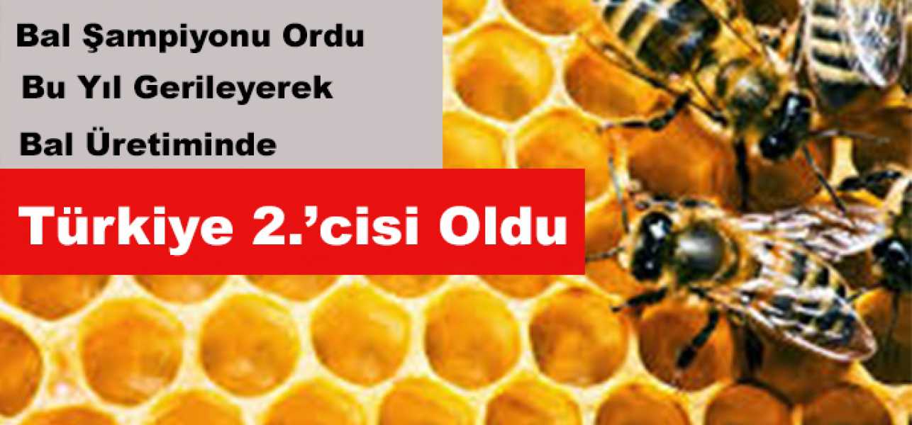  Bal Şampiyonu Ordu, Bu Yıl Gerileyerek Bal Üretiminde  Türkiye 2.'cisi Oldu