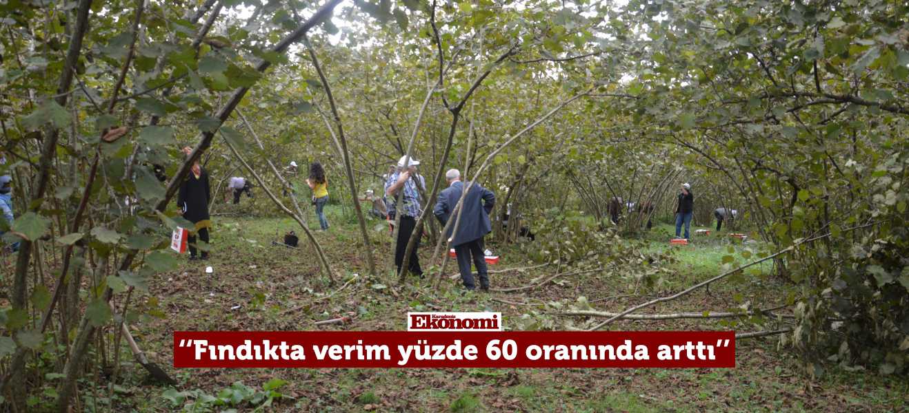 Fındıkta verim yüzde 60 oranında arttı