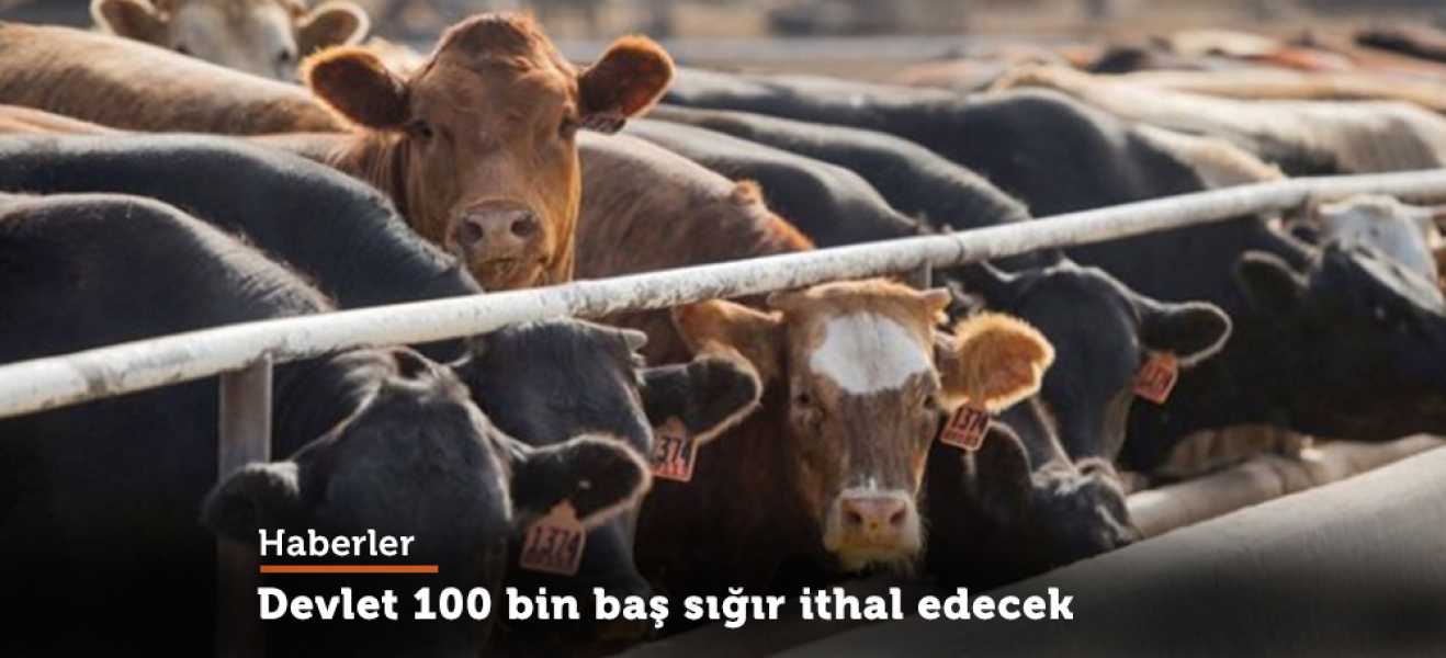 Devlet, 100 bin baş sığır ithal edecek