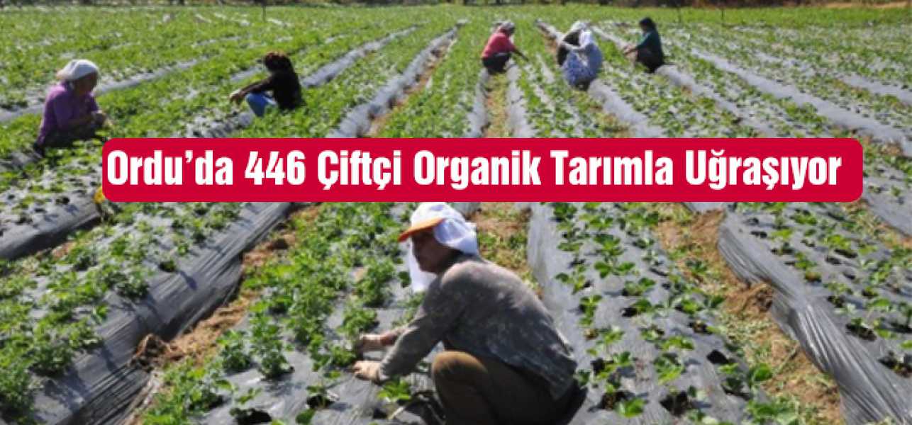 Orduda 446 Çiftçi Organik Tarımla Uğraşıyor