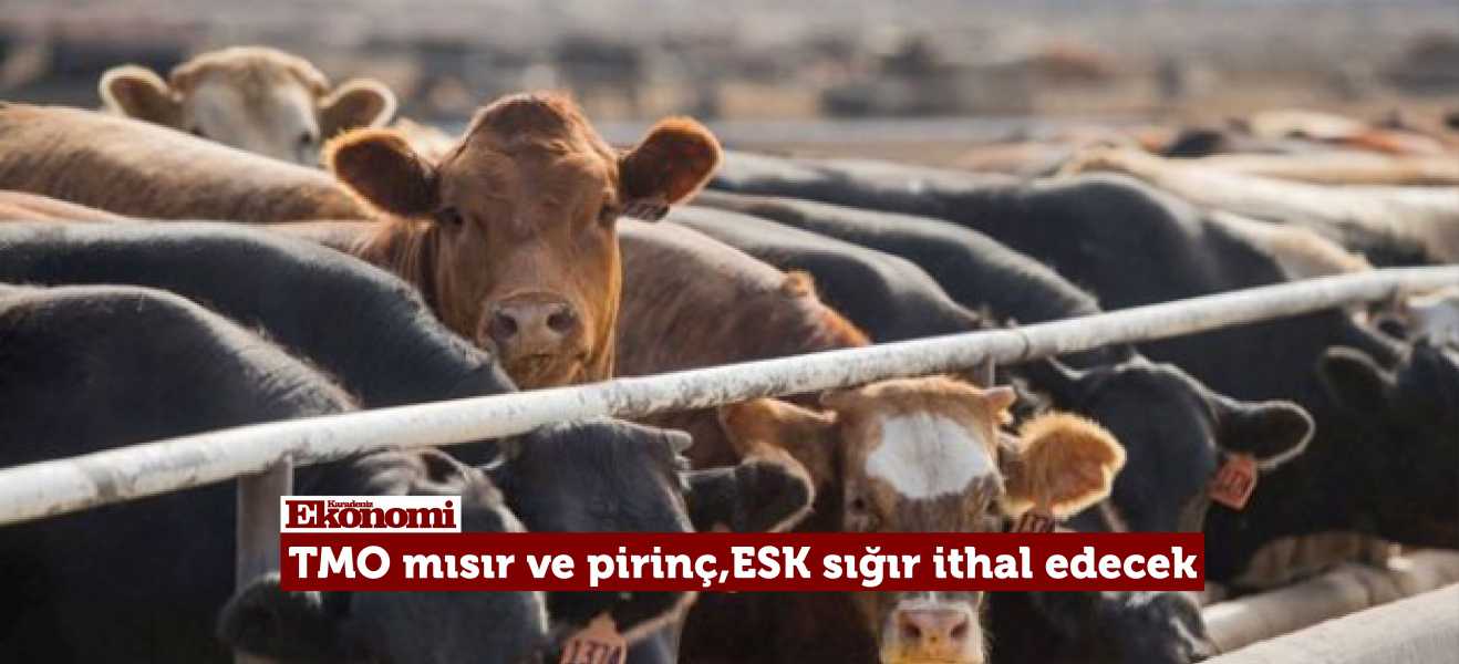 TMO mısır ve pirinç, ESK sığır ithal edecek