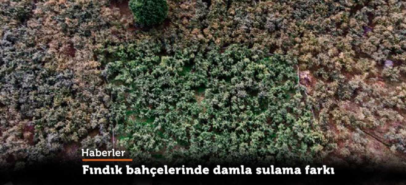 Fındık bahçelerinde damla sulama farkı...