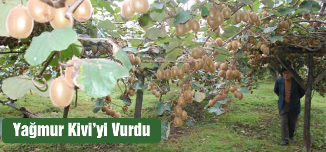 YAĞMUR KİVİYİ VURDU