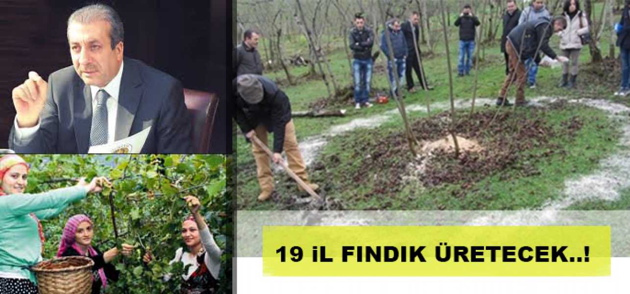 19 İl Fındık Üretecek 