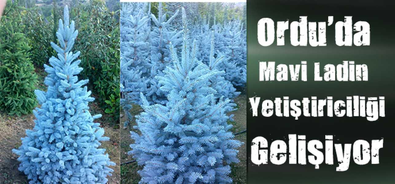 ORDU'DA MAVİ LADİN YETİŞTİRİCİLİĞİ GELİŞİYOR