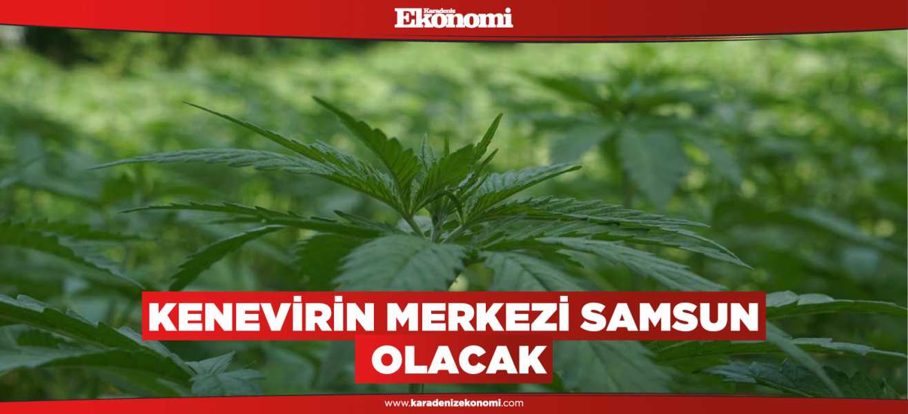 Kenevirin merkezi Samsun olacak