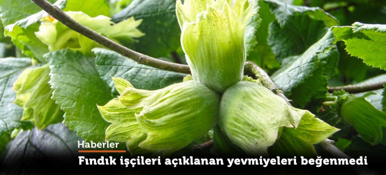 FINDIK İŞÇİLERİ AÇIKLANAN YEVMİYELERİ BEĞENMEDİ