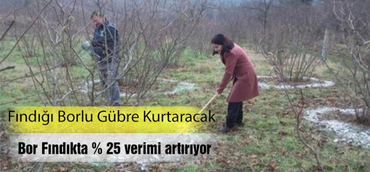 Fındığı Borlu Gübre Kurtaracak