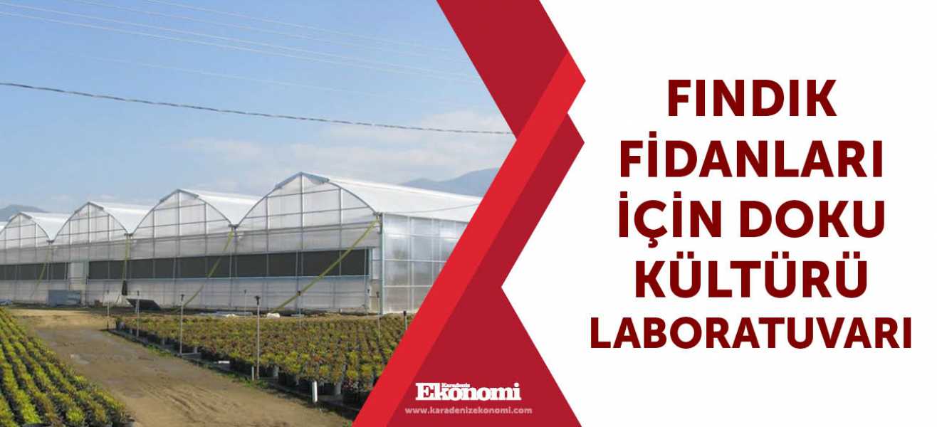 Fındık fidanları için doku kültürü laboratuvarı