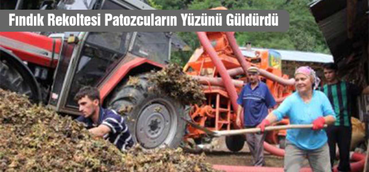 Fındık Rekoltesi Patozcuların Yüzünü Güldürdü