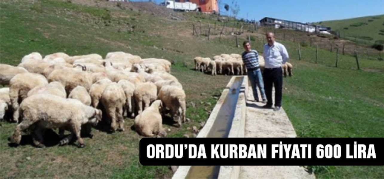 Ordu'da Kurban Fiyatı 600 Lira