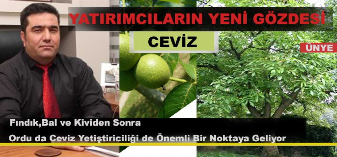 Fındık,Bal ve Kividen Sonra Orduda Ceviz Yetiştiriciliği de Önemli Bir Noktaya Geliyor