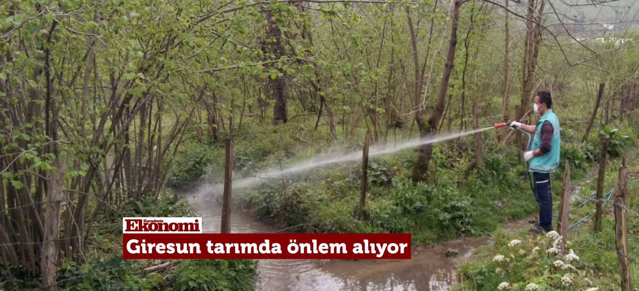 Giresun'da ilaçlama çalışmaları sürüyor