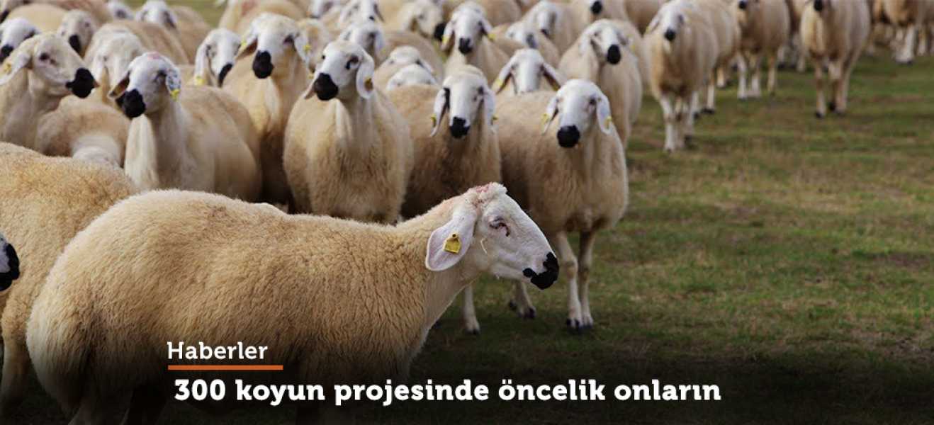 300 koyun projesi detayları ortaya çıkmaya başladı